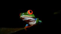 La Fortuna Night Walk Tour