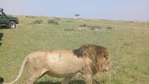 7 Day Private Jeep Safari, 5 star lodges with Balloon Ride Kenya 