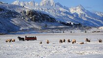 PRIVATE Grand Teton Wildlife Safari, Elk Refuge Sleigh Ride & Lunch