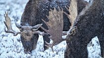 Wildlife Safari, Elk Refuge Sleigh Ride, Winter Camp Igloo Dinner