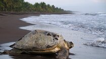 Shuttle From San Jose Airport To La Pavona / Tortuguero Dock