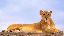 3 Days Maasai Mara Private Experience