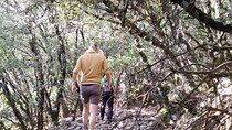 Hiking in Escaleretas Spanish fir forest with hotel pick-up