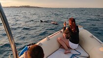 Private Dolphin Watching And Snorkeling Tour