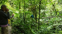 Howler Monkey Tour - Filandia Views And Gastronomy