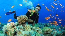 Snorkeling at Ras Mohamed in Sharm El Sheikh 