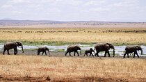 4-Day Private Camping to Tarangire, Serengeti & Ngorongoro