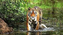 From Delhi: 5-Day Golden Triangle Tour & Ranthambore Tiger Safari