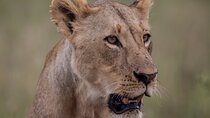 Nairobi National Park Day Tour