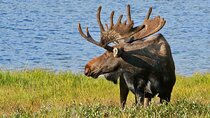 Full-Day Rocky Mountain National Park "Over The Top Tour" - RMNPhotographer