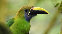 Birdwatching Tour in La Fortuna