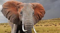 4 Days Masai Mara and Lake Nakuru Safari