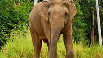 Minneriya National Park Elephant Safari 