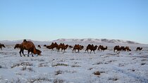 Private Mongolia Gobi Desert Winter Tour 