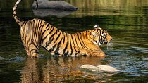  7 Days Private Tour of Taj Mahal, Tigers, Palace and Forts of India