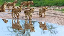 5 Days Comfort Safari in Tanzania