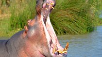 St Lucia Estuary Safari & Emdoneni Wild Cat Project Day Tour from Durban