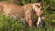 6 Days Lodge & Tented Camp Luxury - The Serengeti Trail & Tarangire