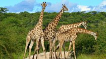 2-Days Safari Tour in Tarangire & Ngorongoro Crater