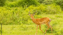 4 Days Tarangire, Serengeti & Ngorongoro Crater Midrange Lodge 