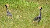 5 days Tour Tarangire, Serengeti, Ngorongoro Crater & Lake Manyara Park-Midrange