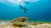 Private Akumal Adventure! Turtle Reef Encounter with Cenote Dive!