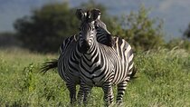 4 Days Great Ruaha Experience