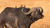 5 Days Lodge Luxury: A Taste of Tanzania Safari