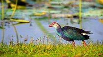 Kalametiya Bird Sanctuary Catamaran Bird Watching Tour