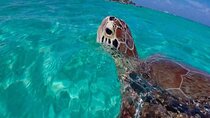 Akumal Reef Turtle Encounter + Cenote! Full Nature Adventure 
