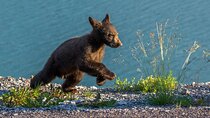 Morning Jasper National Park Wildlife Tour