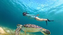 Turtles Snorkel and Tulums ruins from Cancun to Playa del Carmen