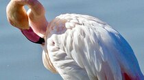 Arles and Camargue Full-Day Tour including Aigues Mortes