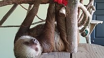 Canopy in Gamboa and visit to the sloth sanctuary