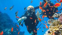 Snorkeling at Ras Mohamed in Sharm El Sheikh 