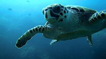 Discover Scuba Diving from a Fishing Village