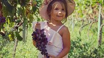 TASTE OF MONTENEGRO - Gastro Tour of Montenegrian Wine and food