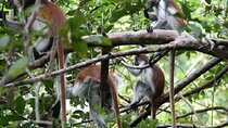 Private Full Day Trip to Stone Town, Spice Farms and Jozani Forest
