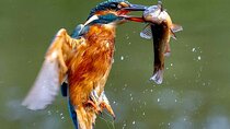 3-Day Private Birding Experience at Lake Bunyonyi