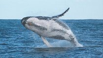 Port Stephens + Whale Watching + 4WD/Sandboarding ex Sydney