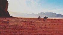 1 Day Camel tour with lunch