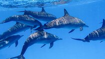Snorkeling Safari in Mirissa