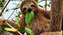 Gamboa Wildlife and Sloth Sanctuary Tour with Pickup