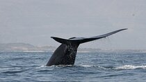 Samaná Whale Watching, waterfall & Cayo Levantado Adventure