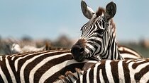 Tarangire National Park Day Tour