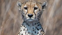 6 Days Camping Safari in Northern Tanzania