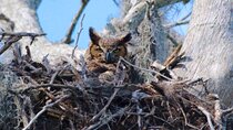 1 Hour Historical Wildlife Tour of The Famous Chain of Lakes