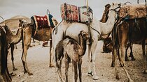 Atlas Mountains, Imlil valley, waterfalls, & Camel ride Day trip from Marrakech