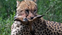 5-Days Lake Manyara, Serengeti, Ngorongoro Crater and Tarangire