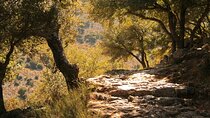 Road-trip to Lasithi: Vidiani, Krasi, Olive Mill Farm, Lasinthos